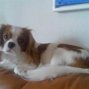 Cavalier king charles spaniel Vaks