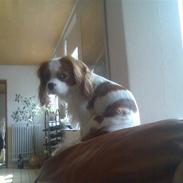 Cavalier king charles spaniel Vaks