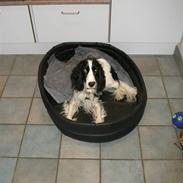 Cocker spaniel Rocky