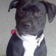 Staffordshire bull terrier Buffy