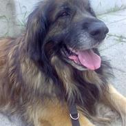 Leonberger Harley