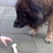 Leonberger Harley