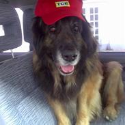 Leonberger Harley