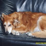 Golden retriever Trunte R.I.P 4/7-08