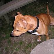 Amerikansk staffordshire terrier DIVA