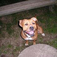 Amerikansk staffordshire terrier DIVA