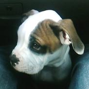 Amerikansk bulldog Berta