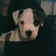 Amerikansk bulldog Berta