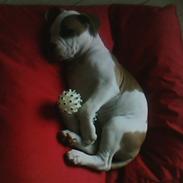 Amerikansk bulldog Berta