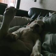 Amerikansk bulldog Berta