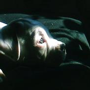 Amerikansk bulldog Berta