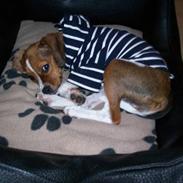 Blanding af racer Bea