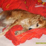 Golden retriever Trunte R.I.P 4/7-08