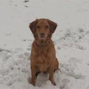 Nova scotia duck tolling retriever Bailey