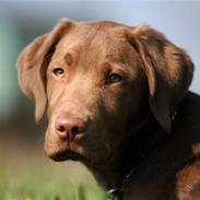 Labrador retriever kato