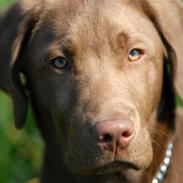 Labrador retriever kato