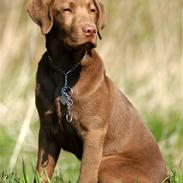 Labrador retriever kato