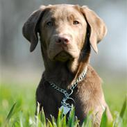 Labrador retriever kato