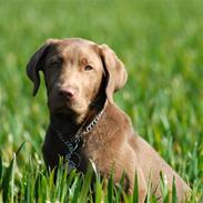 Labrador retriever kato