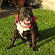 Staffordshire bull terrier Bessie (†2007†)