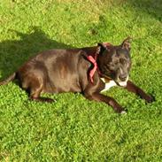 Staffordshire bull terrier Bessie  (†2007†)