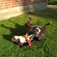 Staffordshire bull terrier Bessie (†2007†)