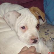 Amerikansk bulldog basse