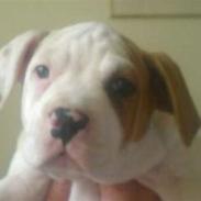 Amerikansk bulldog basse