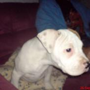 Amerikansk bulldog basse