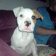 Amerikansk bulldog basse