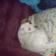 Amerikansk bulldog basse