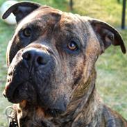 Amerikansk staffordshire terrier Zazu