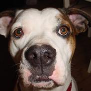 Amerikansk bulldog Karla