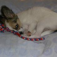 Papillon Balou