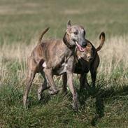 Whippet Lilo