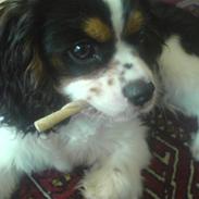 Cavalier king charles spaniel Boffi