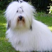 Coton de tulear Malthe