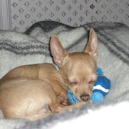 Chihuahua Mikkel Jensen