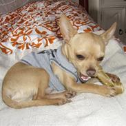 Chihuahua Mikkel Jensen