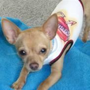 Chihuahua Mikkel Jensen