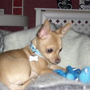 Chihuahua Mikkel Jensen