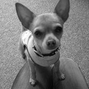 Chihuahua Mikkel Jensen