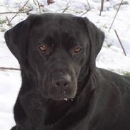 Labrador retriever Tøzen