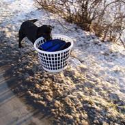 Labrador retriever Tøzen