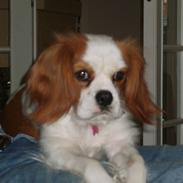 Cavalier king charles spaniel Pepsi