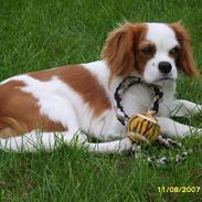 Cavalier king charles spaniel Pepsi