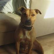 Amerikansk staffordshire terrier Angel