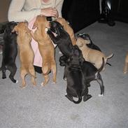 Amerikansk staffordshire terrier Angel