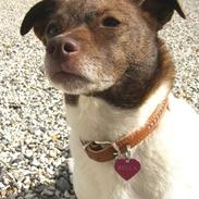 Dansk svensk gaardhund Bella