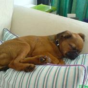 Griffon petit brabancon Brutus Brutalis